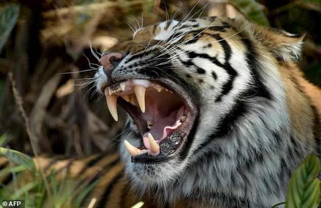 Harimau Terkam dan Tewaskan Pekerja Kelapa Sawit di Riau